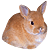 Hase