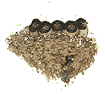 Amseln